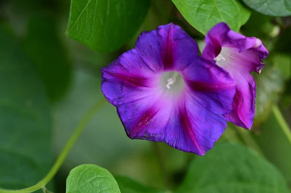 Közeli Kilátás Gyönyörű Lila Virágok Kertben — Stock Fotó