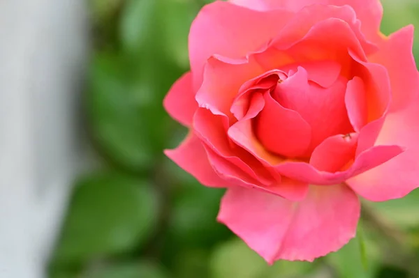 Nahaufnahme Der Schönen Rosa Rosenblüte Garten — Stockfoto