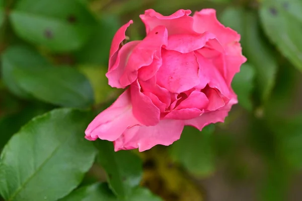 Κοντινή Θέα Του Όμορφου Ροζ Τριαντάφυλλου Στον Κήπο — Φωτογραφία Αρχείου