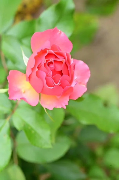 Bliska Widok Piękny Różowy Kwiat Róży Ogrodzie — Zdjęcie stockowe