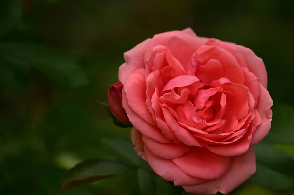 Vue Rapprochée Belle Fleur Rose Rose Dans Jardin — Photo