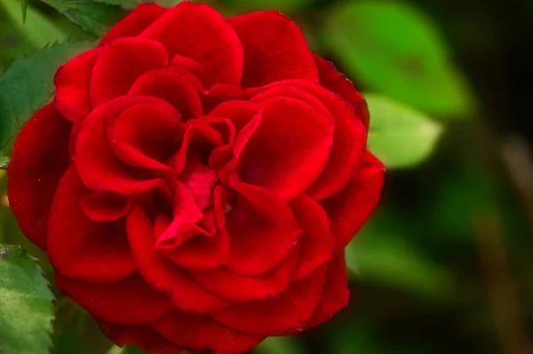 Close View Beautiful Red Rose Flower Garden — Stock Photo, Image