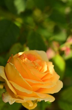 Bahçedeki güzel sarı gül çiçeğinin yakın görüntüsü