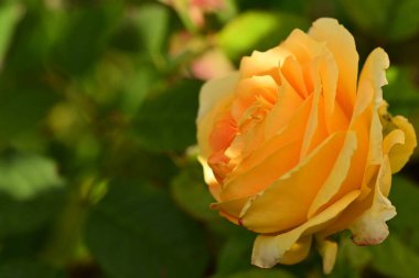 Bahçedeki güzel sarı gül çiçeğinin yakın görüntüsü