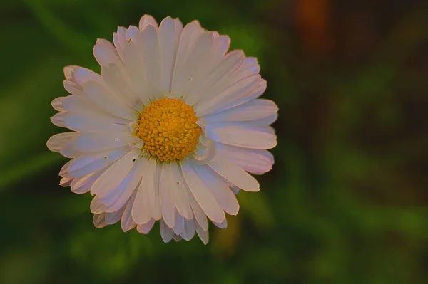 Vue Rapprochée Belles Fleurs Blanches Dans Jardin — Photo
