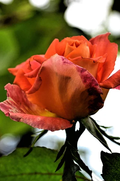 Close Visning Smukke Røde Rosenblomst Haven - Stock-foto