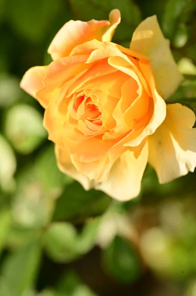 Vue Rapprochée Belle Fleur Rose Jaune Dans Jardin — Photo
