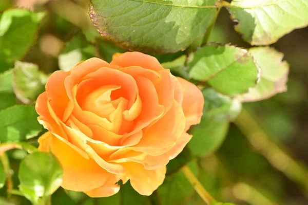 Zblízka Pohled Krásné Žluté Růže Květiny Zahradě — Stock fotografie