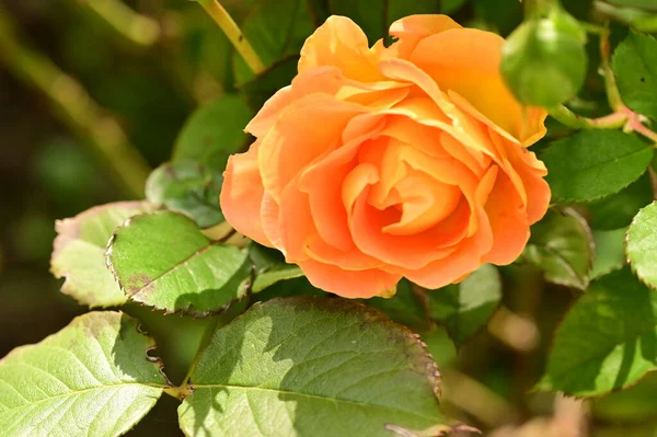Vista Cerca Hermosa Flor Rosa Amarilla Jardín —  Fotos de Stock