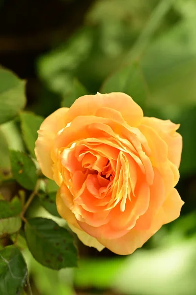 Close View Beautiful Yellow Rose Flower Garden — Stock Photo, Image