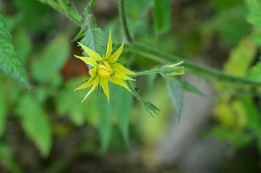 Bahçedeki güzel sarı çiçekleri kapat.