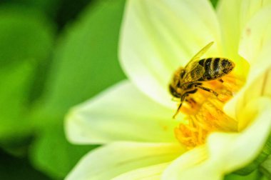 Bahçedeki sarı çiçekte oturan arı.