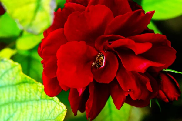 Close View Beautiful Red Rose Flower Garden — Stock Photo, Image