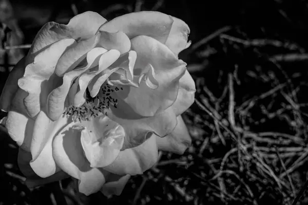 Ασπρόμαυρο Μονόχρωμο Floral Shot Όμορφο Τριαντάφυλλο Close View — Φωτογραφία Αρχείου