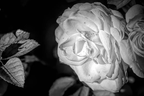 Fekete Fehér Monokróm Virág Lövés Gyönyörű Rózsa Virágok Közelről — Stock Fotó