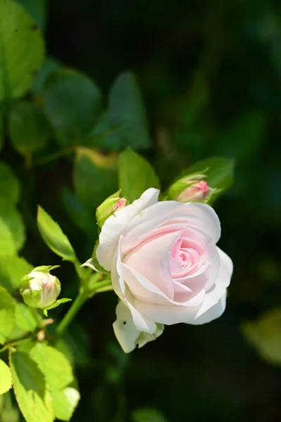 Close View Beautiful White Rose Flower Garden — Stok Foto