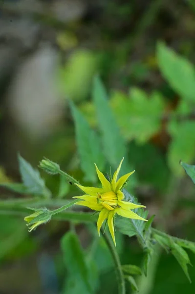 Vue Rapprochée Belles Fleurs Jaunes Dans Jardin — Photo