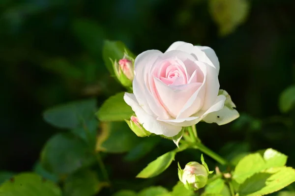 Vista Cerca Hermosa Flor Rosa Blanca Jardín —  Fotos de Stock