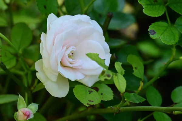 Close View Beautiful White Rose Flower Garden — Stock Photo, Image
