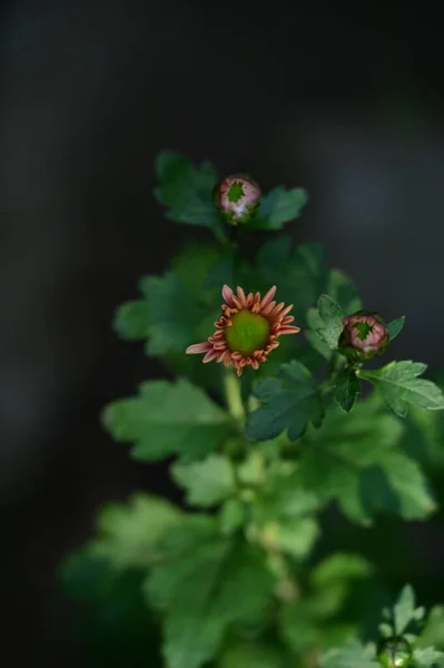 Schöne Unaufgelöste Blumen Garten Nahsicht — Stockfoto