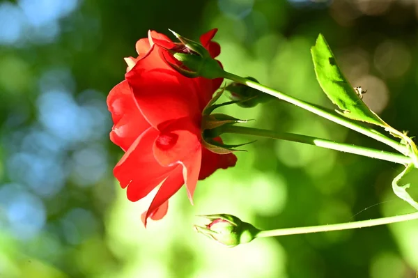 Vista Cerca Hermosa Flor Rosa Roja Jardín — Foto de Stock