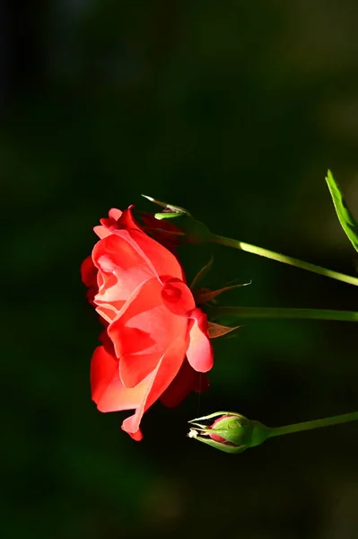 庭の美しい赤いバラの花を間近に見ることができ — ストック写真