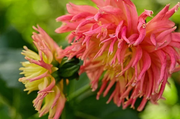 Vue Rapprochée Belles Fleurs Jaunes Roses Dans Jardin — Photo