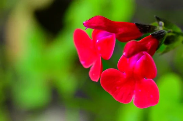 Mooie Rode Bloemen Tuin Close Uitzicht — Stockfoto