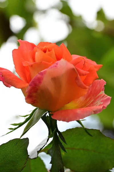 Bahçedeki Güzel Kırmızı Gül Çiçeğinin Yakın Görüntüsü — Stok fotoğraf