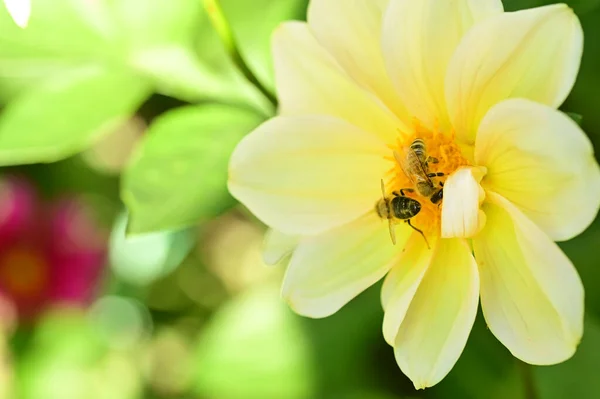 Крупный План Пчел Сидящих Красивых Желтых Цветах Саду — стоковое фото