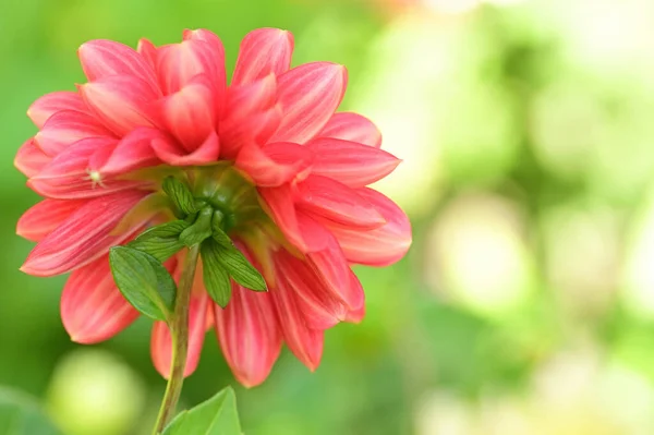 Κοντινή Θέα Των Όμορφων Ροζ Λουλουδιών Στον Κήπο — Φωτογραφία Αρχείου