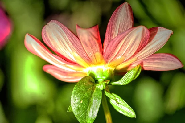 Vista Cerca Hermosas Flores Rosadas Jardín —  Fotos de Stock