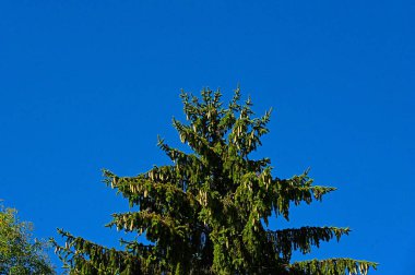 Mavi gökyüzü arka planında sonbahar ağacı dalları