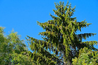 Mavi gökyüzü arka planında sonbahar ağacı dalları