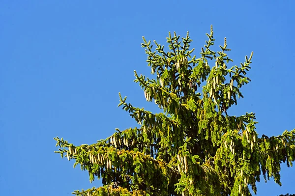 배경에 나뭇가지 — 스톡 사진