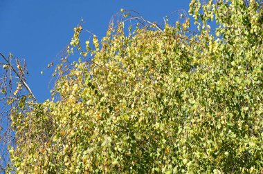 Mavi gökyüzü arka planında sonbahar ağacı dalları