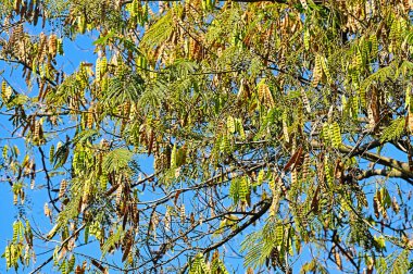 Mavi gökyüzü arka planında sonbahar ağacı dalları