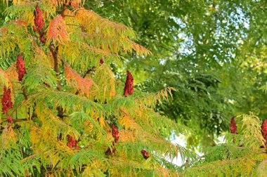 Bitkinin güzel yaprakları sumac, sonbahar mevsimi