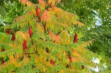 Bitkinin güzel yaprakları sumac, sonbahar mevsimi