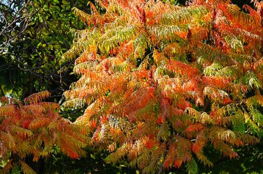 Renkli yaprakları olan sonbahar ağaçları, yakın görüş