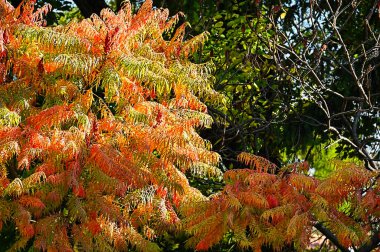 Renkli yaprakları olan sonbahar ağaçları, yakın görüş