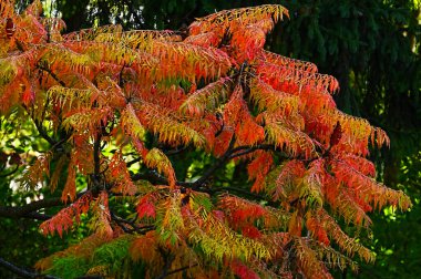 Renkli yaprakları olan sonbahar ağaçları, yakın görüş