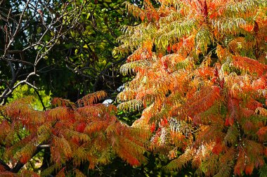Renkli yaprakları olan sonbahar ağaçları, yakın görüş