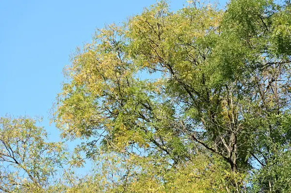 Mavi Gökyüzü Arka Planında Sonbahar Ağacı Dalları — Stok fotoğraf