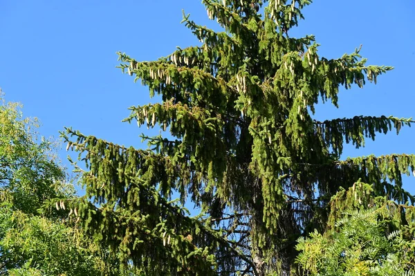 Herbst Baum Äste Auf Blauem Himmel Hintergrund — Stockfoto