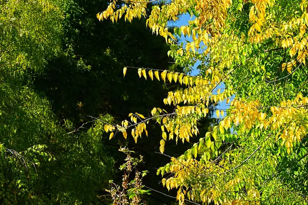 Autumn Tree Branches Fall Season Concept — Stock Photo, Image