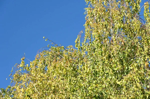 Herfst Boom Takken Blauwe Lucht Achtergrond — Stockfoto