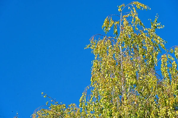 Φθινοπωρινά Κλαδιά Δέντρων Μπλε Φόντο Ουρανού — Φωτογραφία Αρχείου