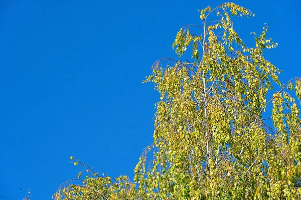 Herbst Baum Äste Auf Blauem Himmel Hintergrund — Stockfoto