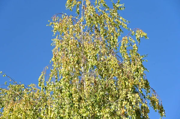 Herbst Baum Äste Auf Blauem Himmel Hintergrund — Stockfoto